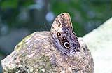 Owl Eye Butterfly Belize 2022